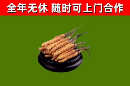 富裕烟酒回收冬虫夏草.jpg